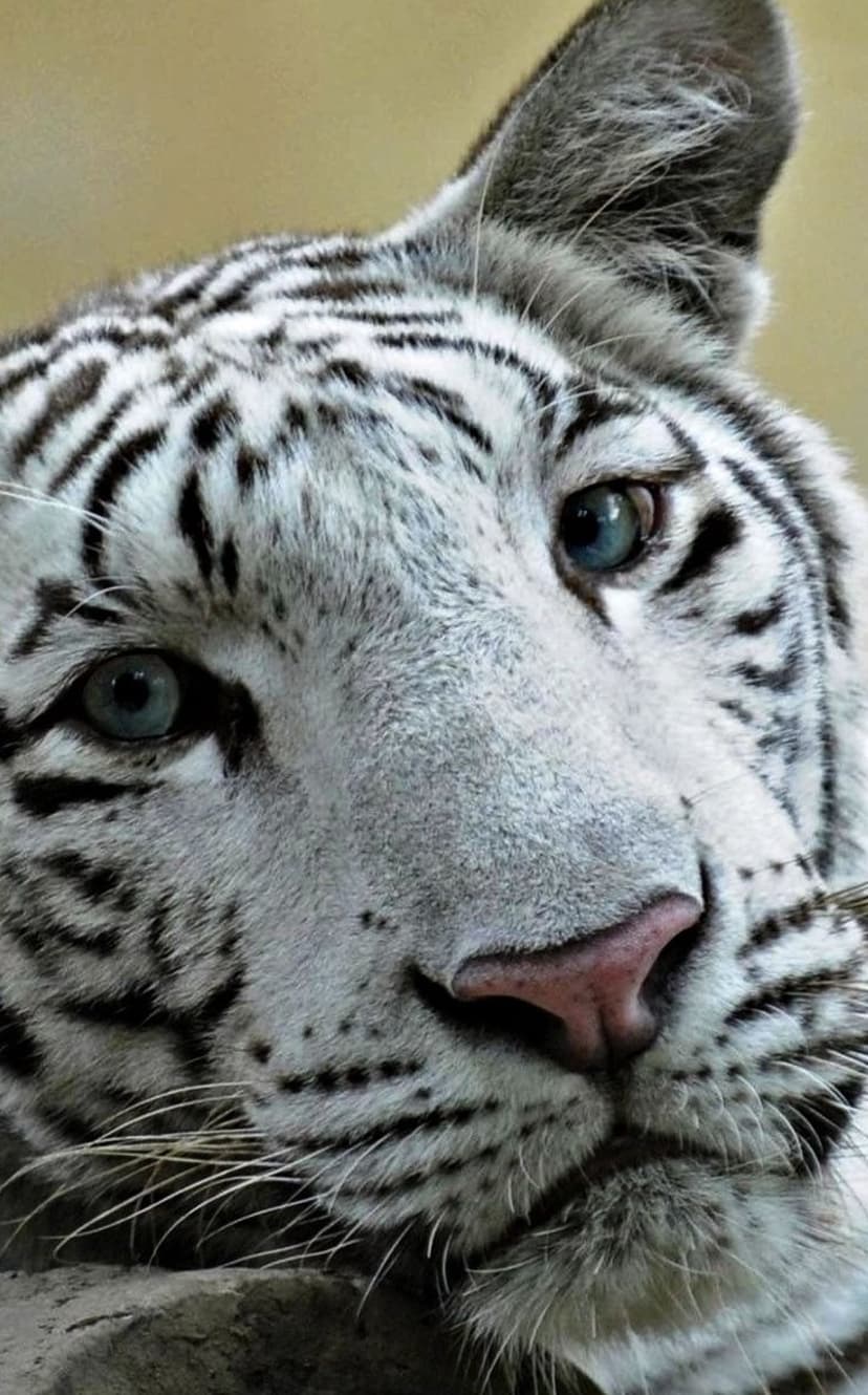 White tiger face with piercing blue eyes, black stripes on white fur, and detailed whiskers in a close-up portrait.