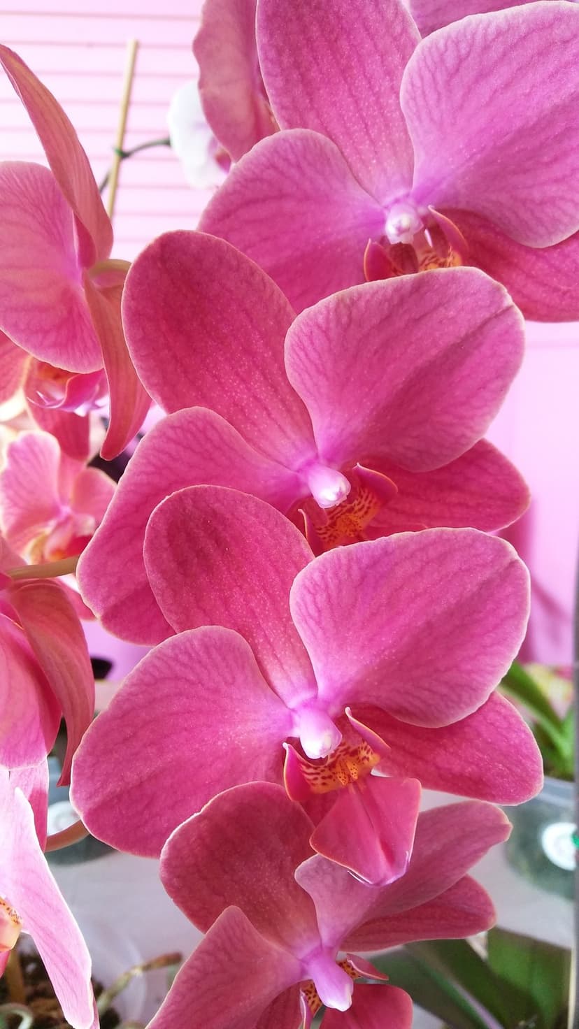 Pink orchid petals show delicate veins and velvety textures in a soft-focus macro botanical composition.