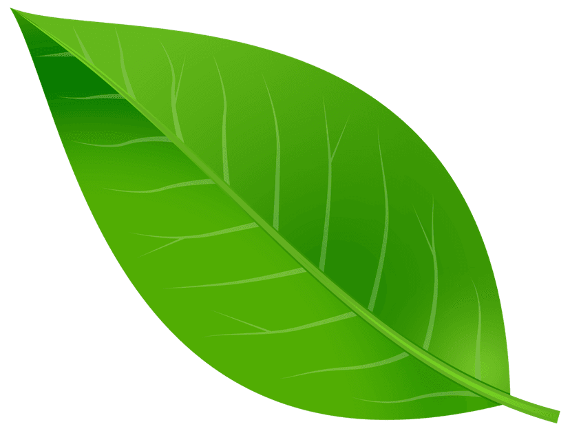 Green leaf with detailed vein texture displays vibrant organic patterns against a transparent background.