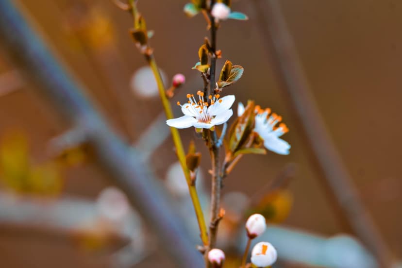 White plum blossoms and small buds emerge from a brown branch against a soft, warm-toned blurred background.