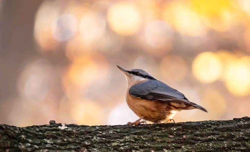 Eurasian Nuthatch with blue-gray wings and orange belly perches on a branch against a blurred golden backdrop.