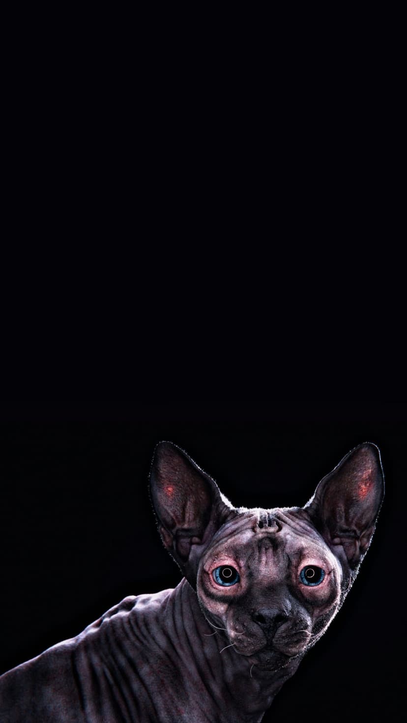 Sphynx cat with deep blue eyes and dark wrinkled skin against a solid black background in a close-up portrait.