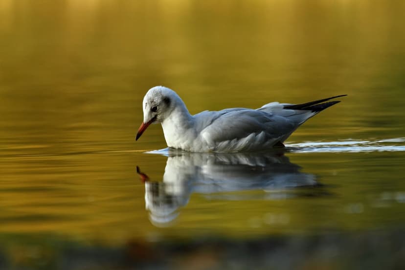 Seagull with white plumage rests on shimmering golden water, casting a soft reflection on the liquid surface.