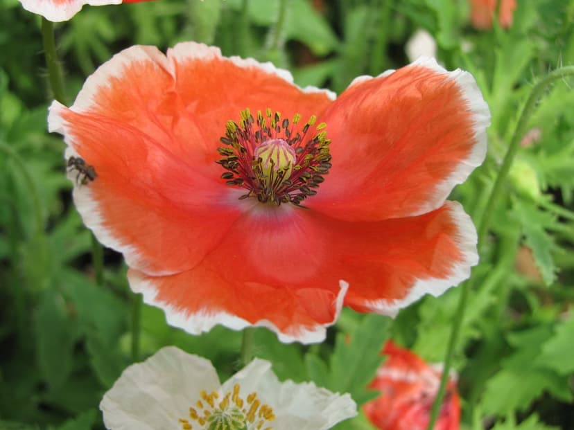 Orange poppy flower with white-tipped petals and a honeybee resting on the bloom against soft green foliage.