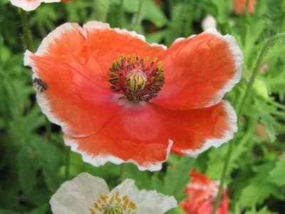Vibrant Orange Poppy with White Edge and Bee