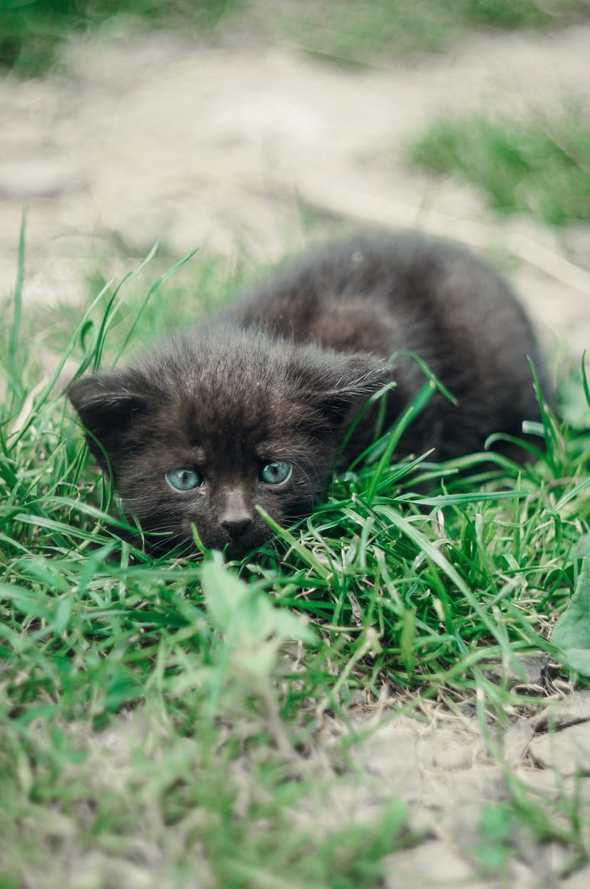 Black kitten with bright blue eyes peeks through tall green grass while lying down in a sunlit meadow.