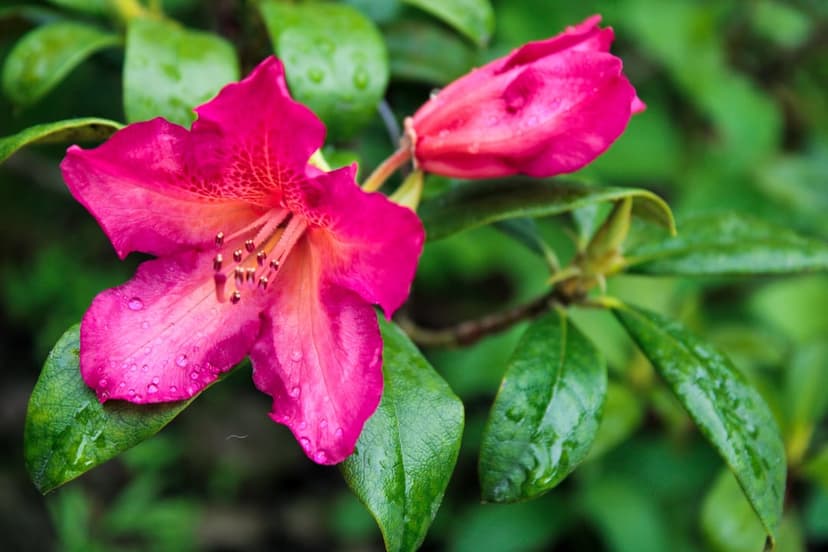 Pink rhododendron flower with clear water droplets on its petals and a green bud in a soft-focus garden setting.