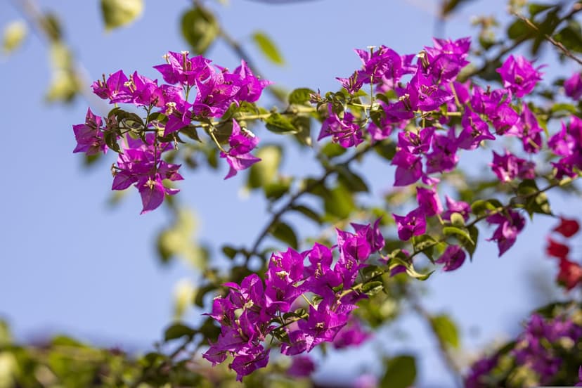 Magenta bougainvillea flowers cluster against a bright blue sky with sunlight illuminating translucent petals.