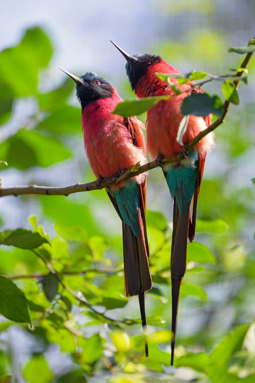 Two Southern Carmine Bee-eaters with pink feathers and turquoise tails sit on a branch framed by green leaves.