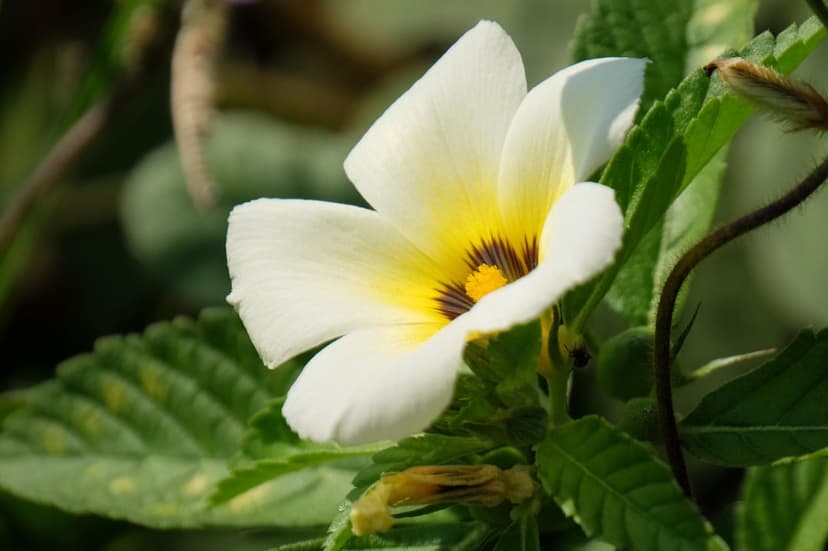 White flower petals with a yellow stamen and dark base spots emerge from a soft focus green leafy background.