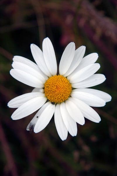 White Daisy Macro Flower Phone Wallpaper with Nature Detail