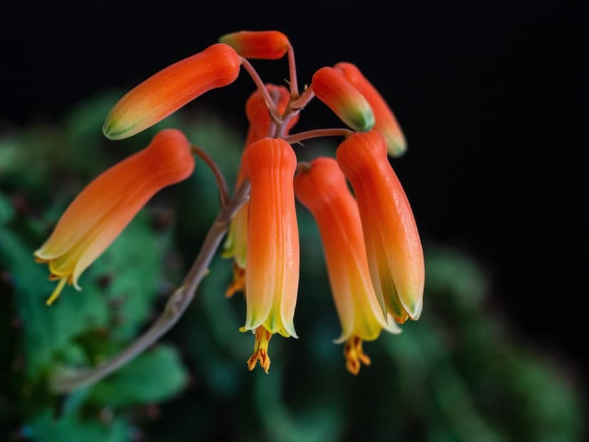 Tubular orange and yellow succulent blossoms with visible stamens bloom against a dark, out-of-focus background.