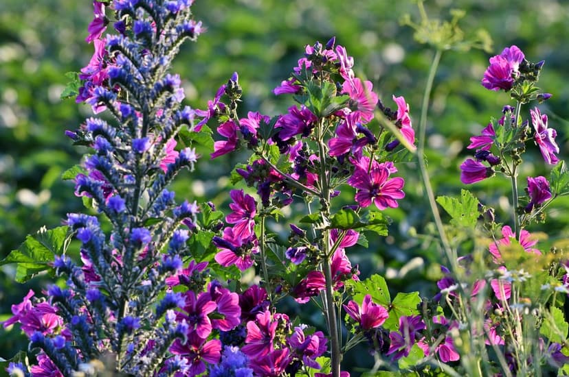 Purple and blue wildflowers bloom in a sunlit meadow with soft golden hour light and a blurred background.