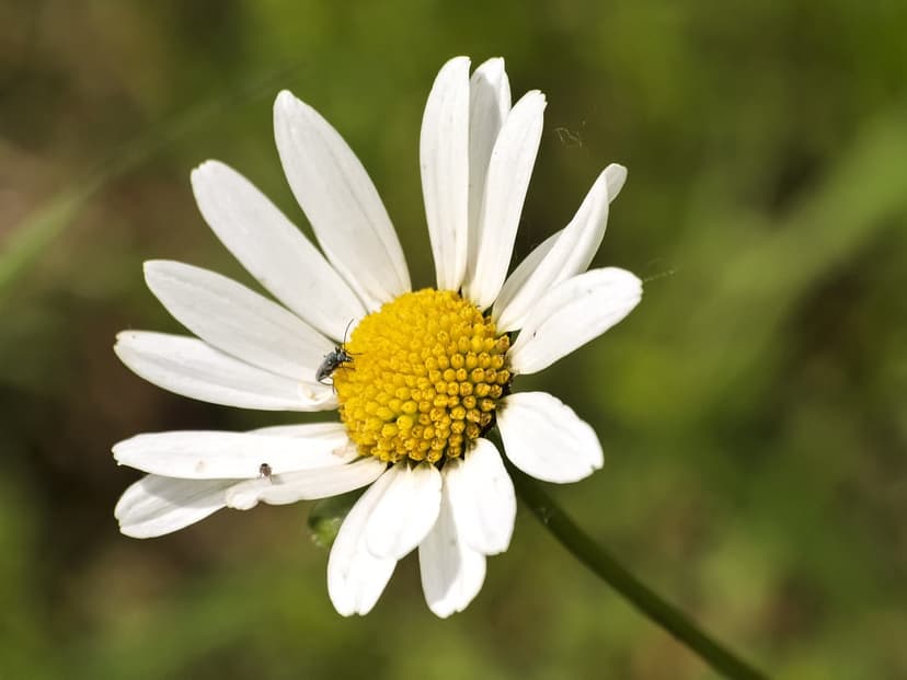 White daisy flower with a small dark fly on a petal against a blurred green meadow background in macro detail.