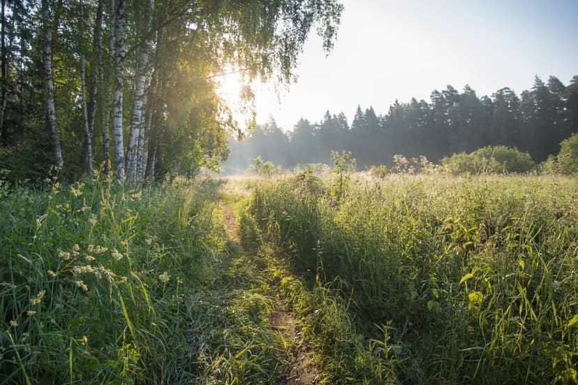 Birch trees line a dirt path through a foggy meadow at sunrise, featuring golden light and green grass.