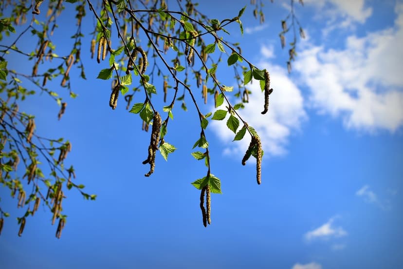 Birch tree catkins dangle from thin branches against a bright blue sky filled with soft white cumulus clouds.