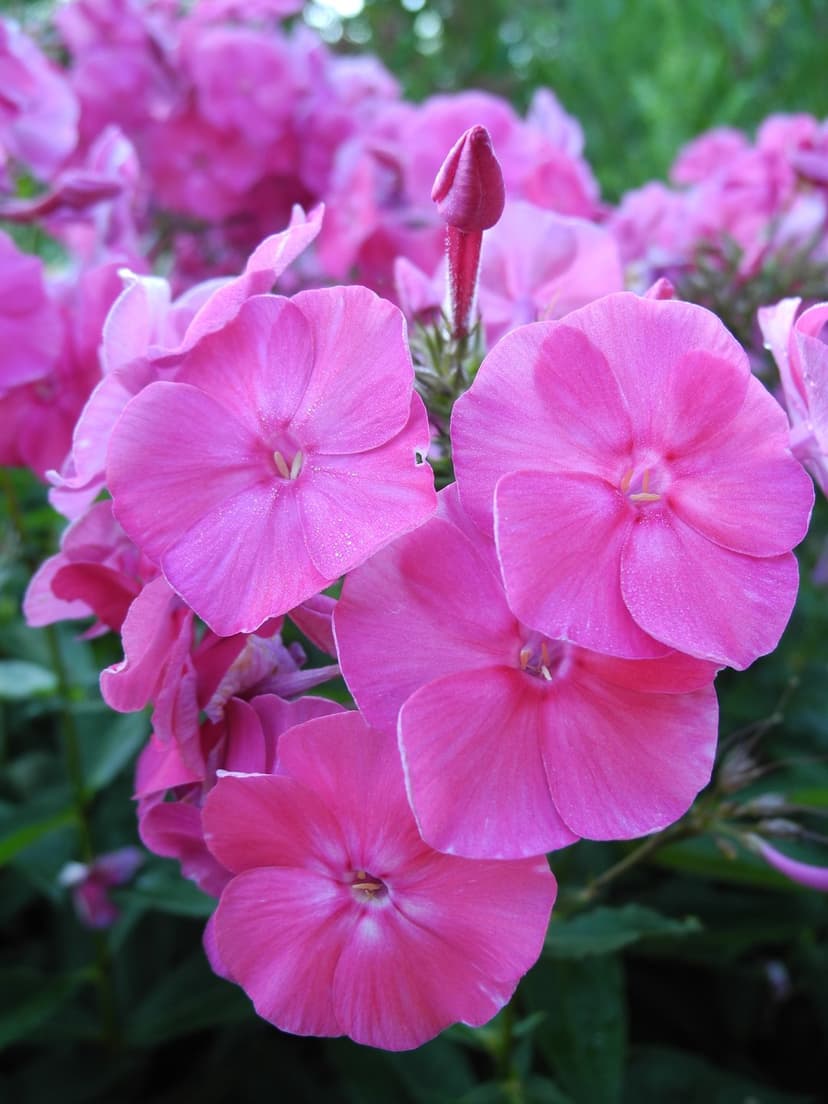 Pink phlox flowers show intricate petal textures and a budding center against a soft green garden background.