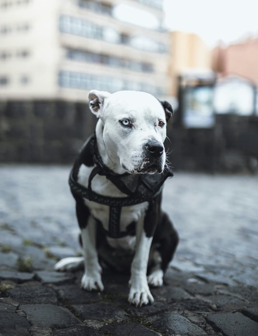Pitbull with one blue and one brown eye wearing a black harness while sitting on a grey cobblestone street.