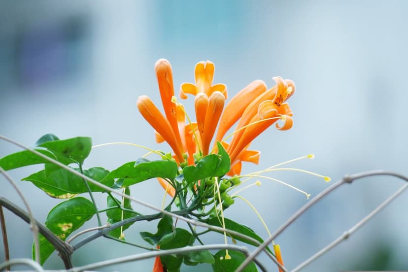 Orange firecracker flowers with white stamens bloom on a green vine against a blurred blue and grey background.