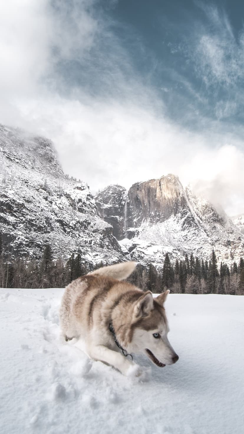Siberian Husky standing in deep snow with jagged, cloud-covered mountain peaks looming in the distance.