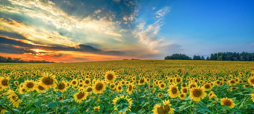Sunflowers bloom in a vast field under a vibrant orange and blue sunset sky with wispy clouds and distant trees.