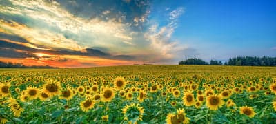 Vibrant Sunset Sunflower Field Mobile Background