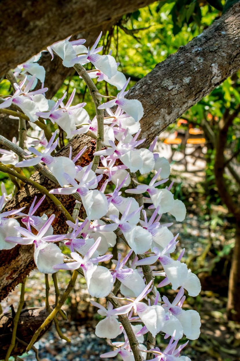 White orchids with purple accents hang from a textured tree limb in front of soft green tropical foliage.