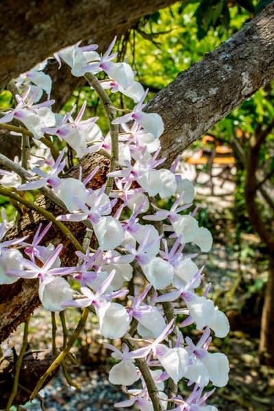 White and Purple Orchid Blooms Phone and Tablet Wallpaper