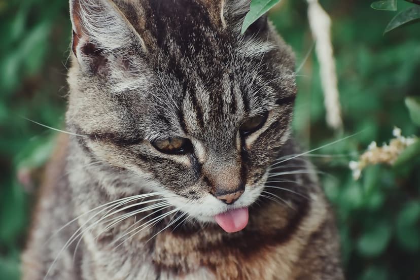 Tabby cat sticking its pink tongue out against a blurred green leaf background with long white whiskers visible.