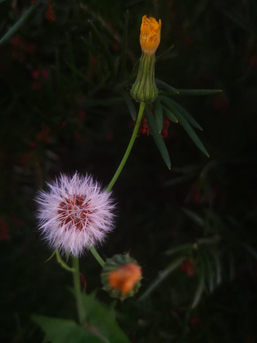 Fluffy dandelion seed head and orange flower bud against a dark blurred background with red berries and leaves.