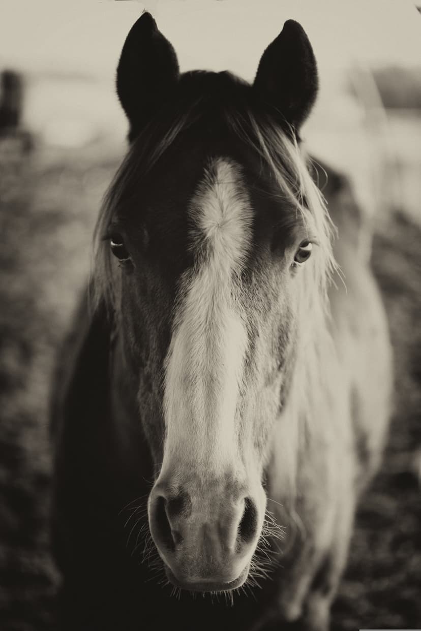 Horse head with a white blaze and soft mane features in a sepia-toned close-up portrait with calm eyes.