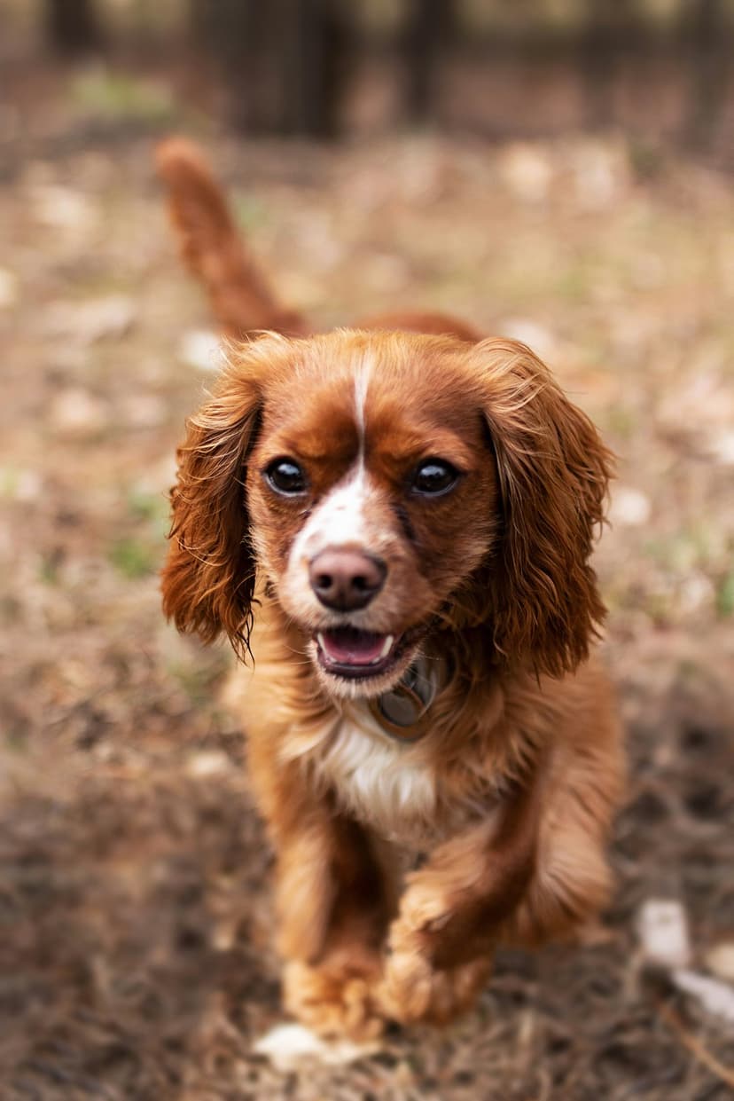 Cavalier King Charles Spaniel puppy with chestnut fur and dark eyes panting in a natural outdoor setting.