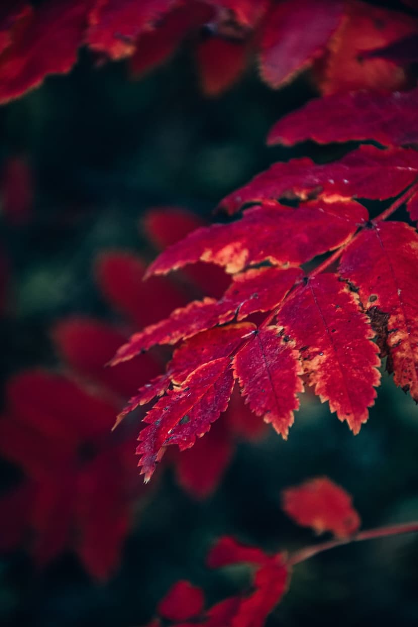 Red autumn leaves with jagged edges rest against a dark green blurred background in a macro photograph.