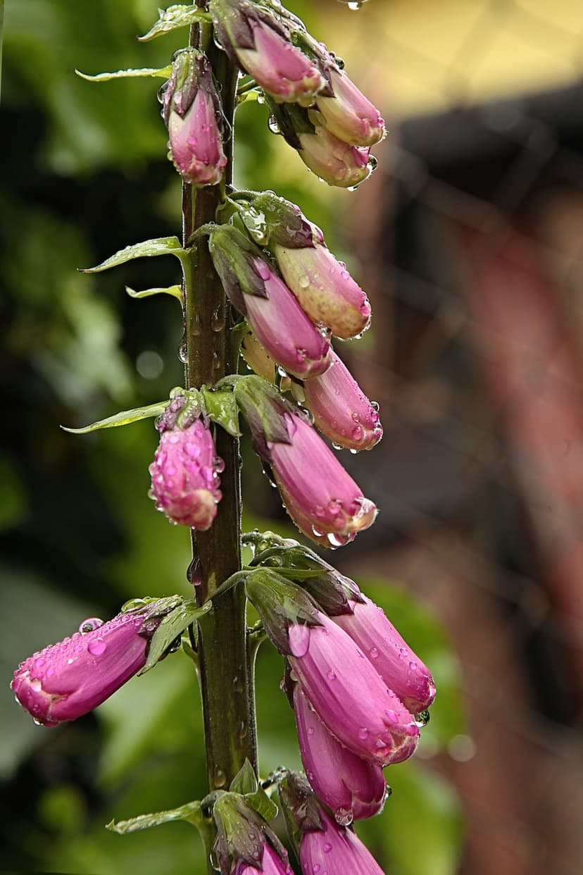 Pink foxglove flowers covered in water droplets with a blurred green forest background and soft natural lighting.