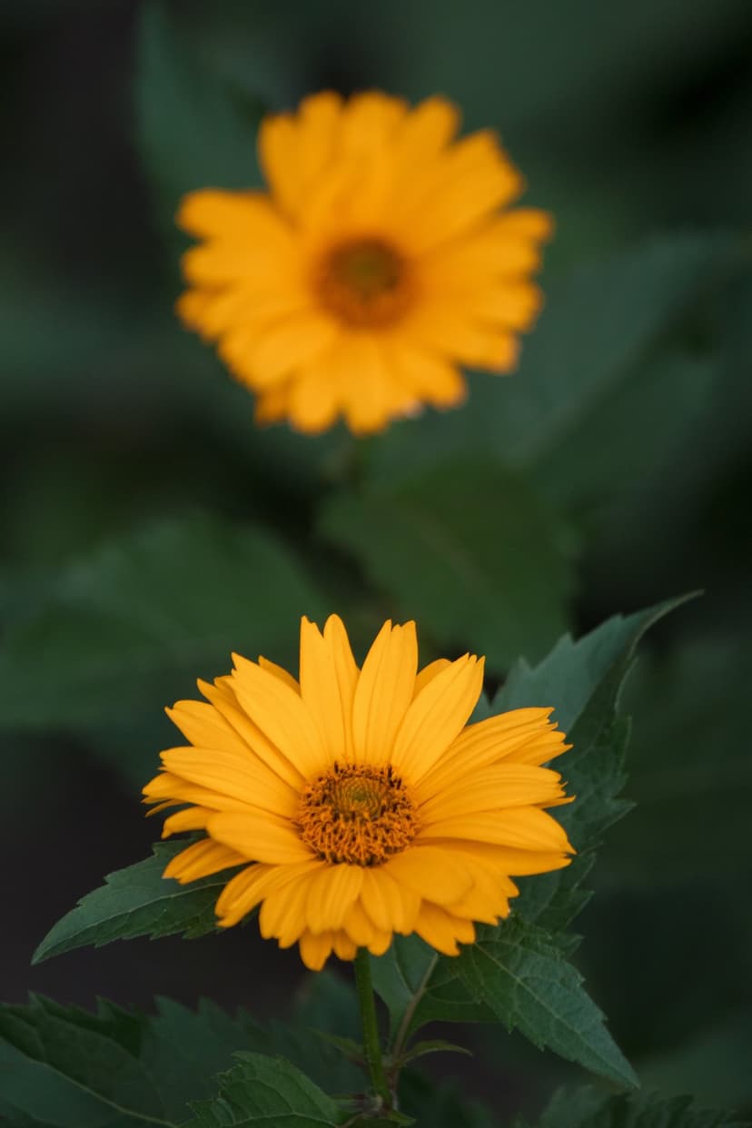 Two yellow daisy flowers with textured centers and delicate petals stand against a dark green bokeh background.