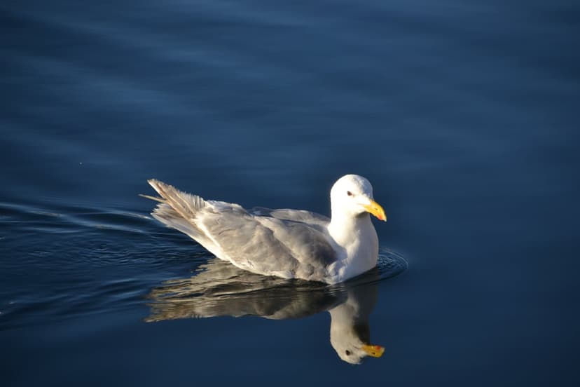 White seagull with a yellow beak swims on calm deep blue water beside its clear vertical symmetrical reflection.