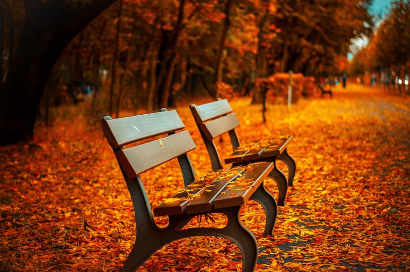 Two wooden park benches rest on a ground covered in vibrant orange leaves under soft, warm autumn sunlight.