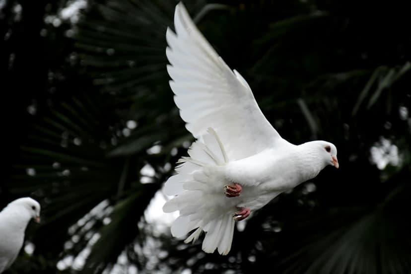 White dove with wings fully extended flies past dark, blurred green leaves in a peaceful vertical nature scene.