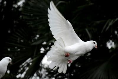 White Dove Flying Gracefully Against Dark Foliage