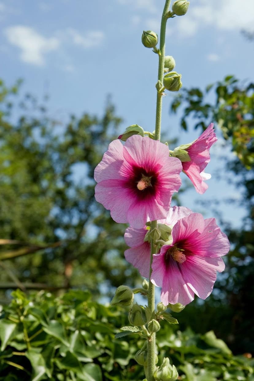 Pink hollyhock flowers with magenta centers bloom against a blue sky, surrounded by green leaves and flower buds.