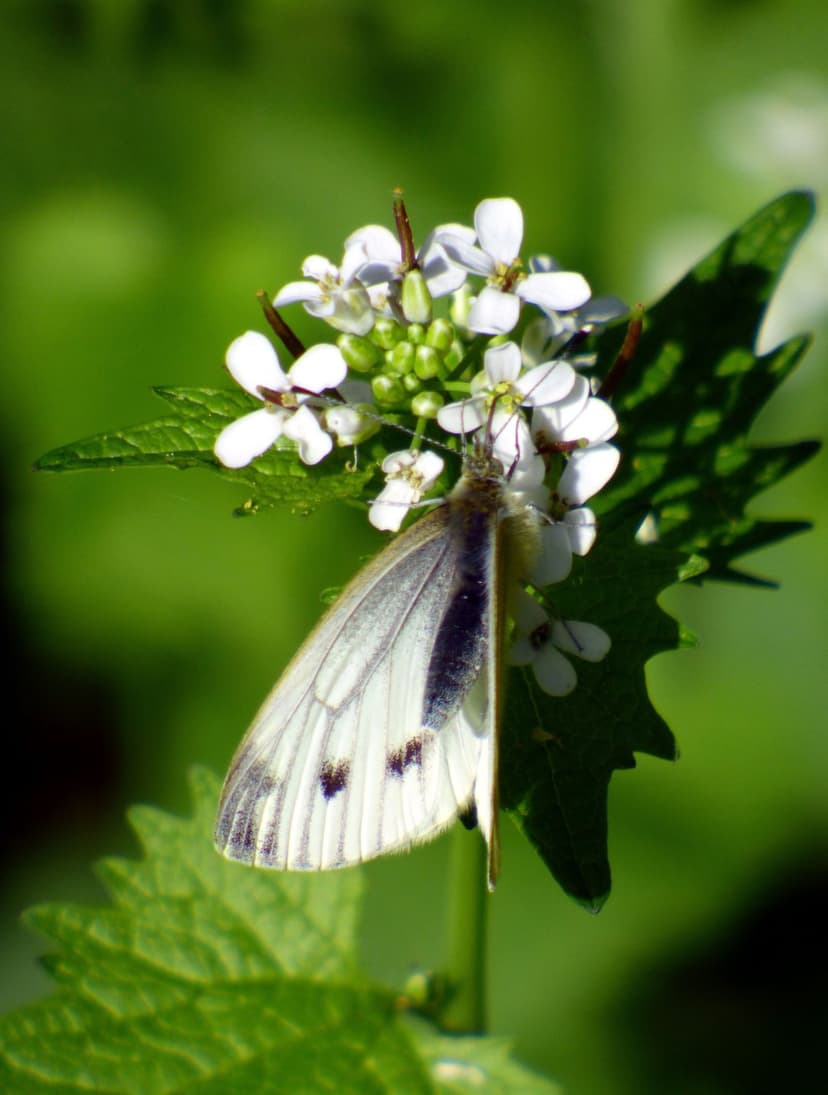 White butterfly with black-veined wings perches on a cluster of small flowers against a soft green background.