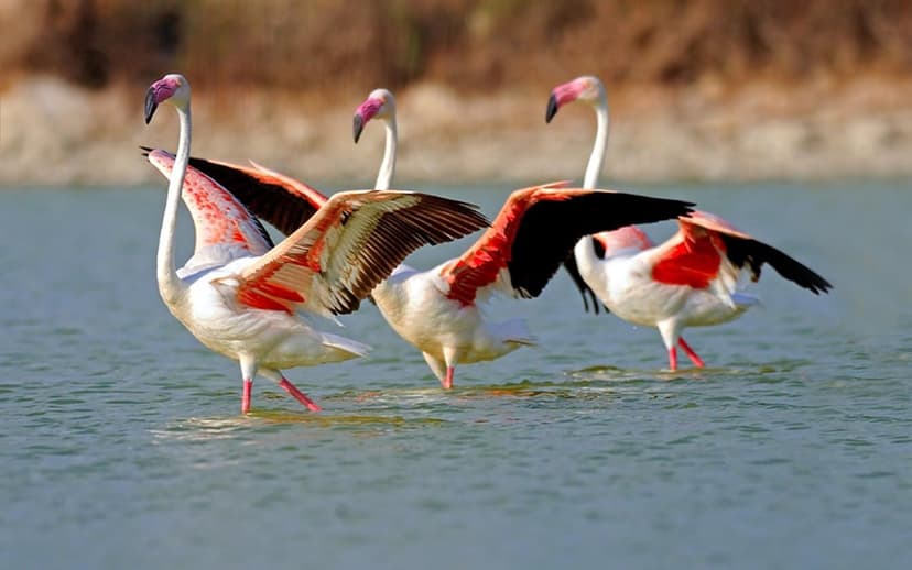 Three pink flamingos with wings spread wide stand in shallow water against a blurred natural green background.