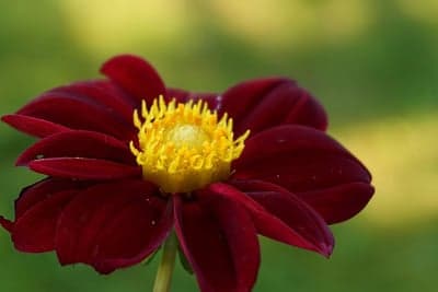 Crimson Dahlia Flower Macro Portrait Phone Wallpaper