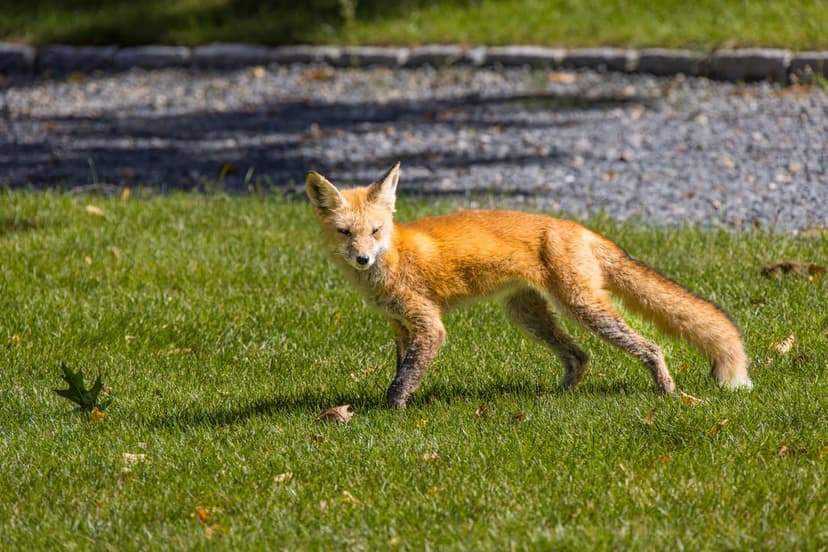 Red fox with auburn fur and a white-tipped tail stands alert on a sunny green lawn with soft dappled shadows.