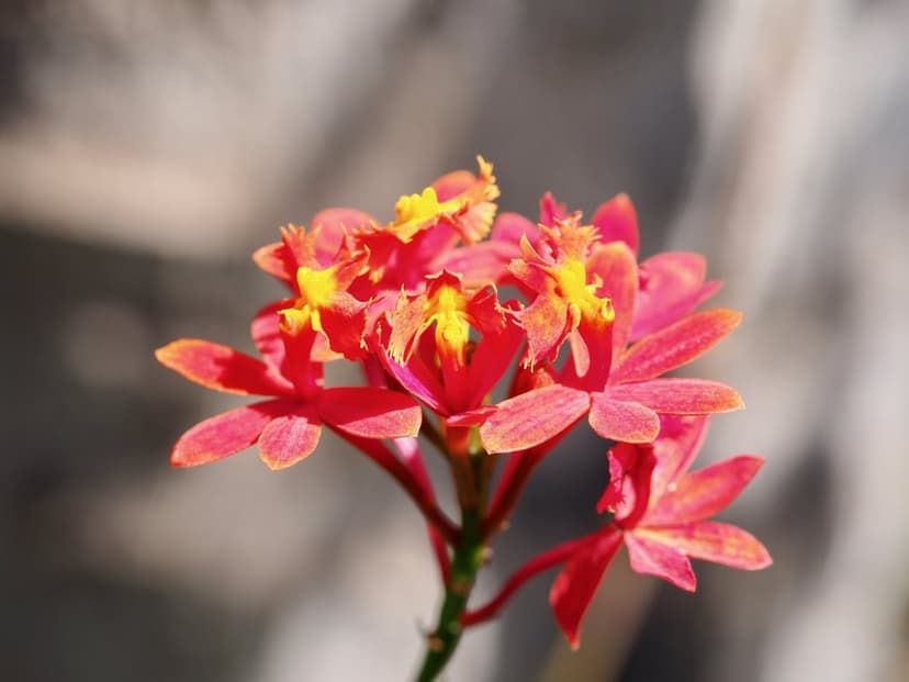 Crimson and yellow orchids with delicate petals and orange accents against a soft, blurred green background.