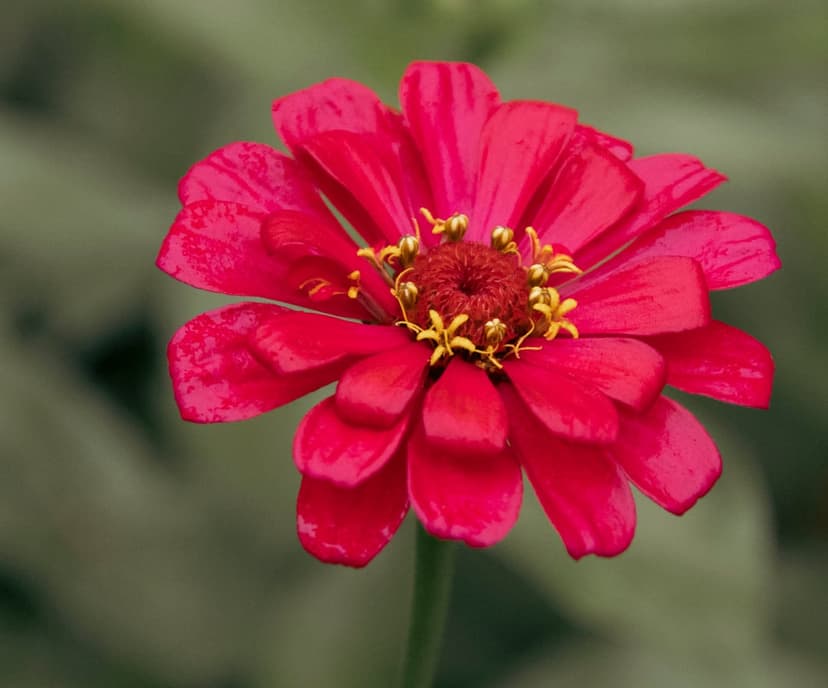 Red Zinnia flower with layered petals and a textured brown center against a soft green blurred background.