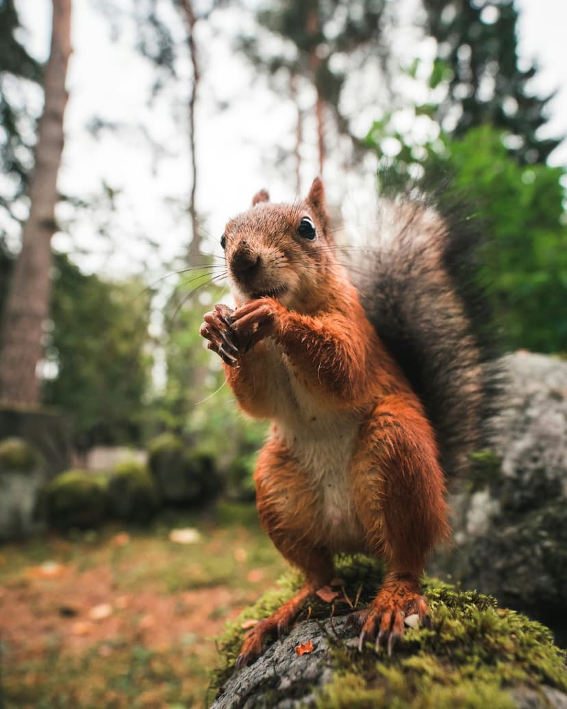Fluffy red squirrel sitting on a moss-covered rock while holding a nut between its paws in a sunlit forest.