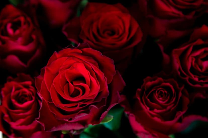 Red roses with velvety crimson petals in a dense bouquet featuring soft shadows and intricate floral textures.