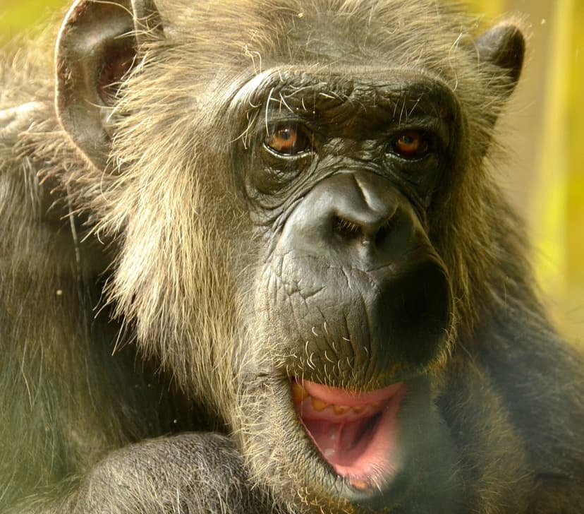 Chimpanzee with an open mouth showing teeth and gums, featuring dark intelligent eyes and coarse brown fur texture.