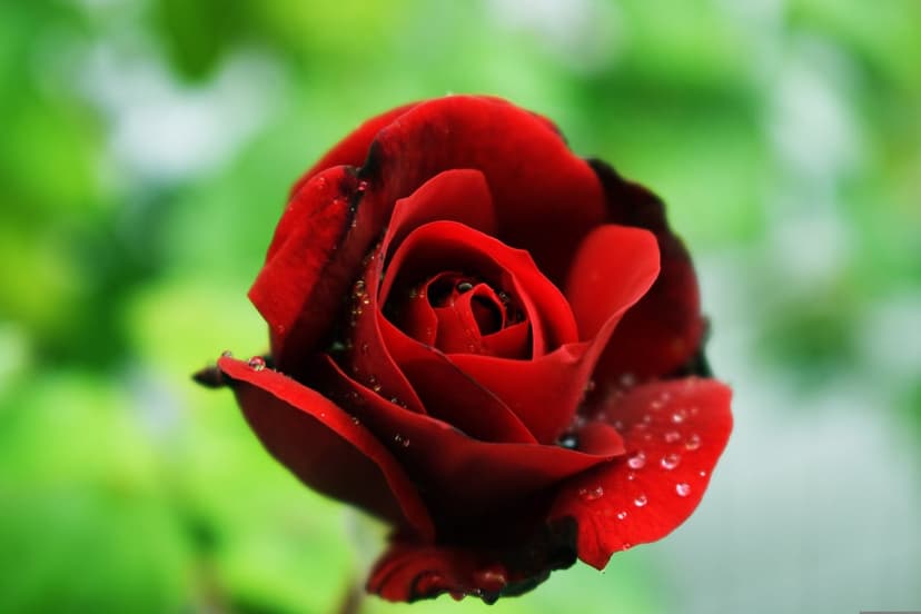 Red rose bloom with translucent water droplets on velvety petals against a blurred green garden background.